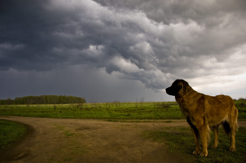 Coping With Summer Storm Phobia in Dogs