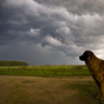 Coping With Summer Storm Phobia in Dogs