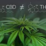 Where Can I Buy THC-B Products